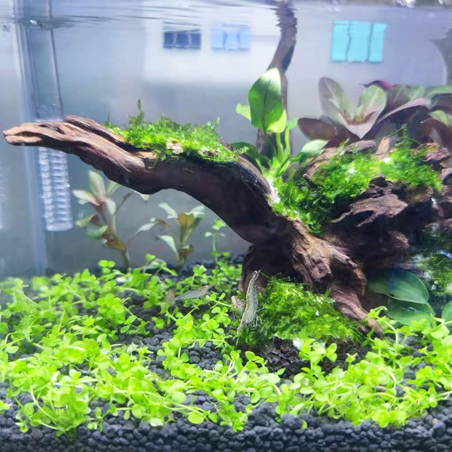 2 PCS Large Aquarium Driftwood, 7.5''-12''Natural Fish Tank Driftwood Assorted Branches Reptiles Drift Wood Decor Aquarium Wood Aquascaping Terrarium Ornament Habitat Accessories