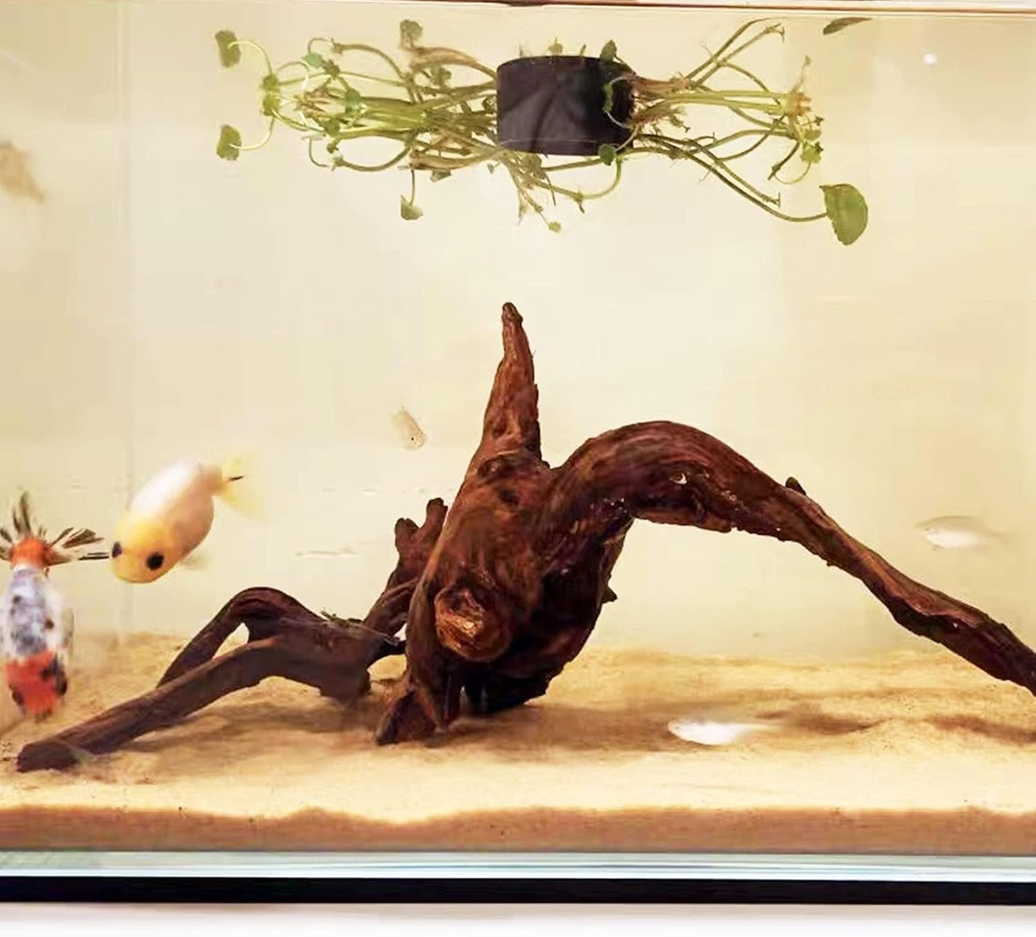 2 PCS Large Aquarium Driftwood, 7.5''-12''Natural Fish Tank Driftwood Assorted Branches Reptiles Drift Wood Decor Aquarium Wood Aquascaping Terrarium Ornament Habitat Accessories